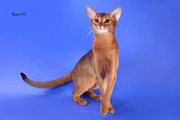 Абиссинские котята - американский тип, питомник Sunrise