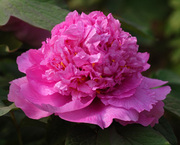 Древовидные пионы,  травянистые пионы – более 70 сортов