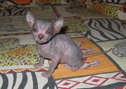 Донской сфинкс, голубая девочка