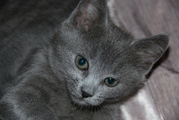 Котенок Русской голубой 2, 5 мес