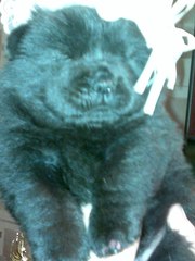 щенки чау чау