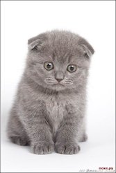 Продаю шотландских вислоухих котят