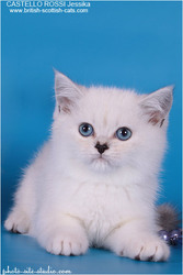 Британская кошечка с синими глазами