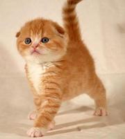 Шотландские котята яркого окраса