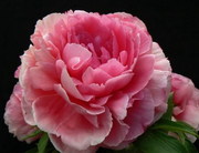 Травянистые,  Древовидные и ИТО гибридные пионы Продадим