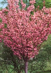 Японское чудо в Вашем саду!!!