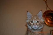 Котята мейн кун из питомника