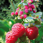 малина ремонтантная