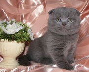 Плюшевый мальчик