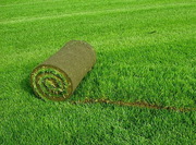 Рулонный газон от производителя с доставкой по Украине. 