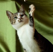 Сольвейг, миниатюрная кошечка-эльф, ищет дом