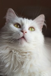 Белое и нежное облачко по имени Кисточка ищет свой дом