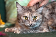 Котенок Таша, неповторимый окрас, плюшевая шубка, 10 мес., ищет дом