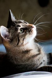 Нежен, строен, гибок, красив - и все это наш Вася