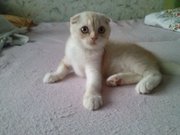 шотландские вислоухие котята редких окрасов