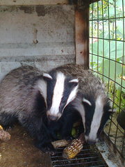 Продам ручных барсуков