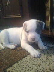 Запись на щенков американского бульдога