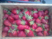 Киев Продам киев ягоду клубники оптом и врозницу 2013