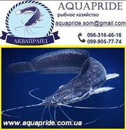 Сом 2013 мраморный, живой, копченый. ТМ Аквапрайд