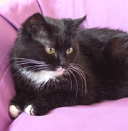 Непревзойденная Ее Величество Вайлд Роуз ищет свое королевство