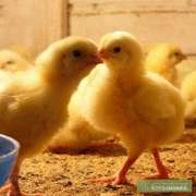 продам цыплят бройлеров суточных и подрощеных