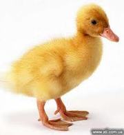 Утята,  цыплята опт розница.