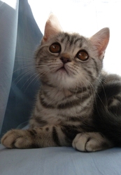 Шотландская мраморная серебристая кошечка, скоттиш страйт