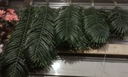 Пальмовые ветки и листья
