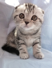 Шотландская вислоухая кошечка Адель, черный мрамор на серебре