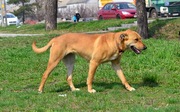 Отличная собака Шкода 1 год,  стерилизована,  охранница