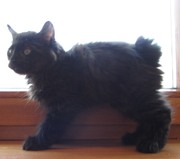 Курильский бобтейл. Чистопородные котята.