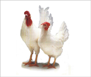 Цыплята несушки порода Хай-Лайн белая