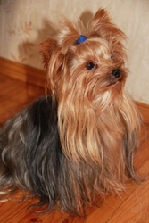 Кобели йоркширского терьера для вязок