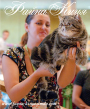 экзотикик котятки