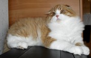 Рыжий с белым шотландский котик. Хайленд фолд. Метрика. Ветпаспорт.