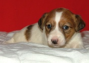 Купить щенка Джек рассела ШОУ класса в питомнике Богема Артик