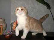 Шотландский вислоухий котенок с документами