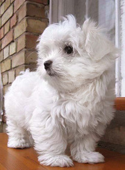 Девички мальтийской болонки