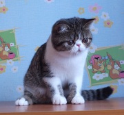 котята экзоты плюшевые малыши