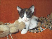 Активистка-футболистка Шева, 1, 5 мес, в добрые руки
