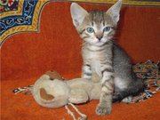 Чудные котята, 1 мес, в добрые руки