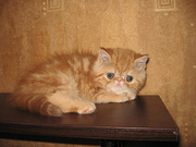 Плюшевые котята-экзотики