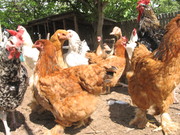 Куры брама коричневые,  белые ,  продажа
