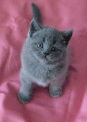 Шикарный котенок мальчик серого окраса-шотландец прямоухий