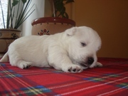 Вест хайленд вайт терьер