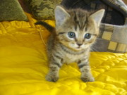 Продам кошечку британку серую 400+торг, есть полосатая черепашкового