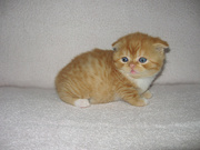 Шотландские вислоухие и прямоухие котята, резервирование