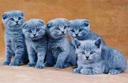 Продам британских котят недорого Киев, вислоухие котята купить Киев