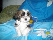 Украинский колор той (Цветная игрушка)Болонка