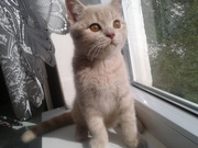 Котята породы британская короткошерстная.